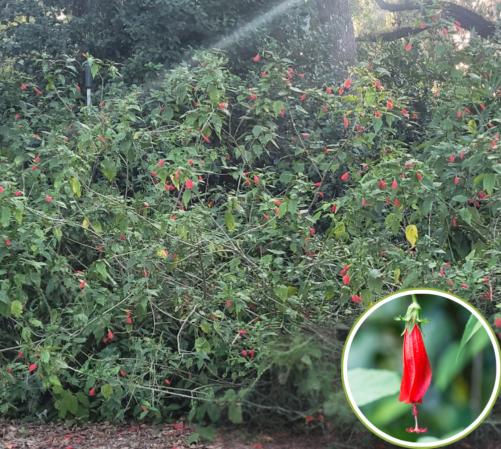 Sleeping Hibiscus, Malvaviscus penduliflorus — Florida Native